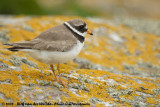 Bontbekplevier / Common Ringed Plover