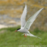 Noordse Stern / Arctic Tern