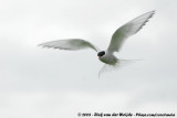 Noordse Stern / Arctic Tern