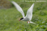 Noordse Stern / Arctic Tern