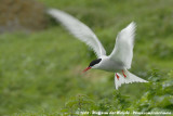 Noordse Stern / Arctic Tern