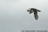 Papegaaiduiker / Atlantic Puffin
