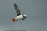 Papegaaiduiker / Atlantic Puffin