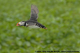 Papegaaiduiker / Atlantic Puffin