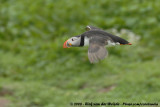 Papegaaiduiker / Atlantic Puffin