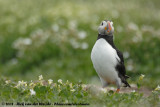 Papegaaiduiker / Atlantic Puffin