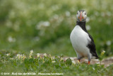 Papegaaiduiker / Atlantic Puffin