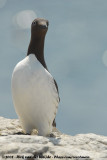 Zeekoet / Common Guillemot