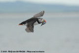 Papegaaiduiker / Atlantic Puffin
