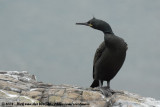 Kuifaalscholver / European Shag