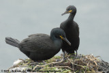 Kuifaalscholver / European Shag