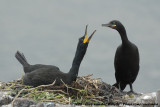Kuifaalscholver / European Shag