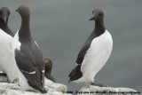 Zeekoet / Common Guillemot
