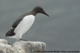 Zeekoet / Common Guillemot