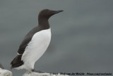 Zeekoet / Common Guillemot