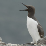 Zeekoet / Common Guillemot