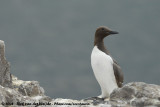 Zeekoet / Common Guillemot