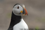 Papegaaiduiker / Atlantic Puffin