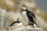 Papegaaiduiker / Atlantic Puffin