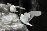 Black-Legged Kittiwake<br><i>Rissa tridactyla tridactyla</i>