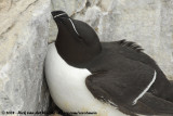 Alk / Razorbill