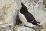 Alk / Razorbill