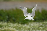 Grote Stern / Sandwich Tern