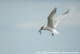 Grote Stern / Sandwich Tern
