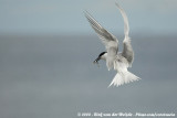 Grote Stern / Sandwich Tern