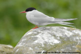 Noordse Stern / Arctic Tern