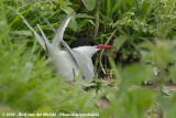 Noordse Stern / Arctic Tern