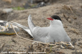 Noordse Stern / Arctic Tern