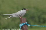 Noordse Stern / Arctic Tern