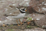 Bontbekplevier / Common Ringed Plover