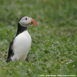 Papegaaiduiker / Atlantic Puffin