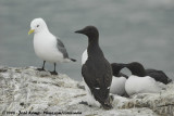Zeekoet / Common Guillemot