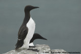 Zeekoet / Common Guillemot
