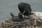 Kuifaalscholver / European Shag