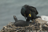 Kuifaalscholver / European Shag