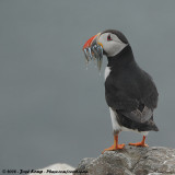 Papegaaiduiker / Atlantic Puffin