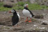 Papegaaiduiker / Atlantic Puffin