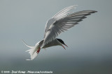 Noordse Stern / Arctic Tern