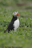 Papegaaiduiker / Atlantic Puffin