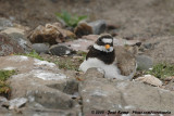 Bontbekplevier / Common Ringed Plover
