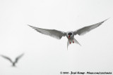 Noordse Stern / Arctic Tern