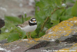 Bontbekplevier / Common Ringed Plover