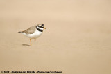 Bontbekplevier / Common Ringed Plover