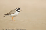 Bontbekplevier / Common Ringed Plover