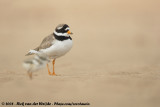 Bontbekplevier / Common Ringed Plover