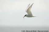 Noordse Stern / Arctic Tern